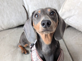 Beloved Miniature Dachshund for sale