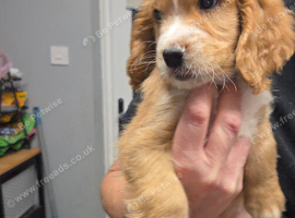Vet checked 4 Beautiful boy Cocker spaniels
