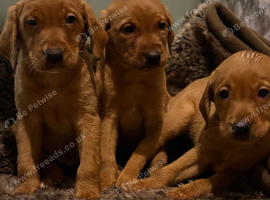 Fox red pups