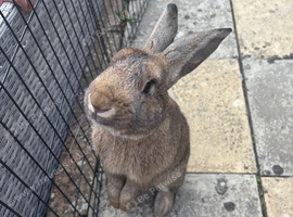 Rabbit for loving home