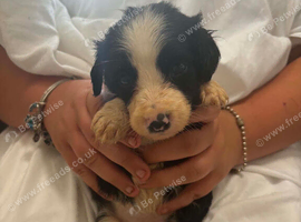 Cocker x collie pups