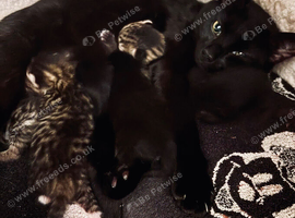 4 kittens for sale