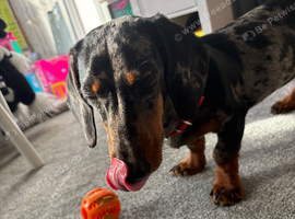 Dachshund needing new home