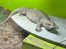 Bosc monitor