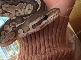 Royal python