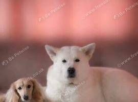 Jake and meeka