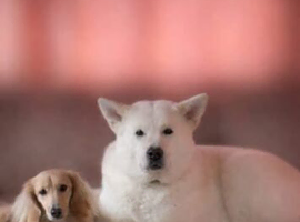 Jake and meeka needing a forever home