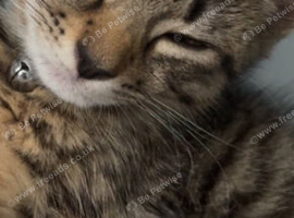 Male kitten