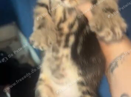 Kittens & mom for sale