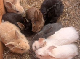 Mini rex X lion head