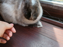 Baby rabbits for sale