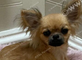 Chihuahua baby boys