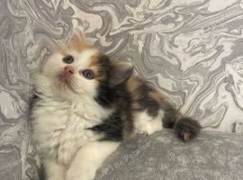 Long Haired Maine Coon /Ragdoll x Girl