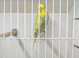 Baby budgie for sale