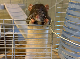 2 male dumbo rats
