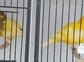 Border Canary Pair