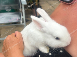 2 white, blue eyed Netherland 16 weeks