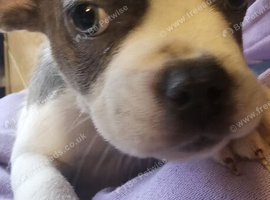 frenchie/ sharpi