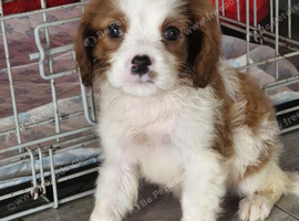 Cavalier puppies