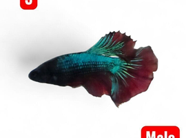 Betta fish