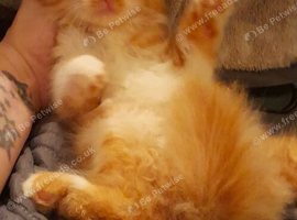 Last Red Rare sepia boy needs his forever home. We donate all fees and only A star homes 3 left Ready now