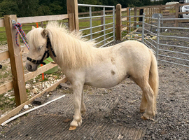 Yearling Miniature Shetland