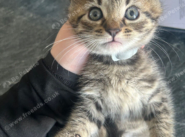 Female British short hair x tabby