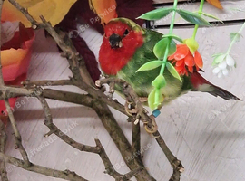 Parrot finch