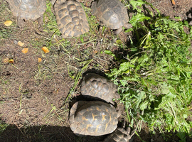 Greek Spur Thighed Tortoises