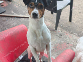 2 x Male Parson Jack Russell For Stud