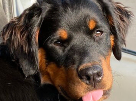 Fluffweiler, longhair bitch.