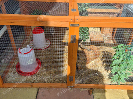 Pair of quails for sale