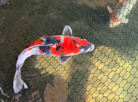 Koi for sale