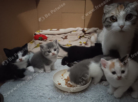 Gorgeous pedigree kittens