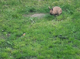 Female rabbit