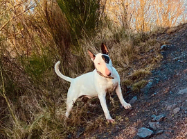 for stud fully health tested bull terrier