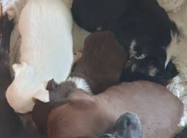 Chihuahua puppies Alford Lincolnshire