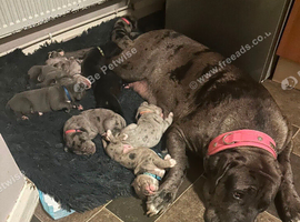REHOMMING MY PUPPY CANE CORSO FEMALE