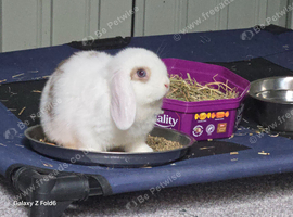 Two male and one Female Mni Lop &pound;85 Each