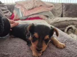 Gorgeous Yorkshire Terrier
