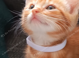 4 beautiful ginger kittens