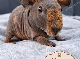Purebred Skinny Pigs