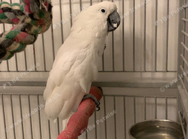 Seme tame umbrella male cockatoo