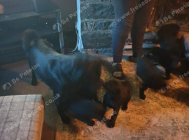 7 Beautiful Black Labrador puppies (Working Lines)