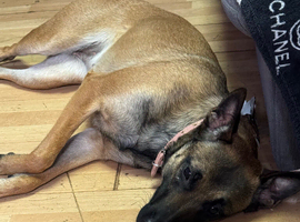 1 year old Female Malinois