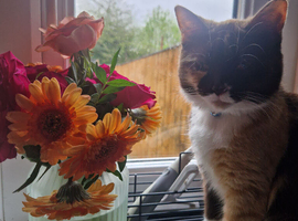 Home needed for 3 cats