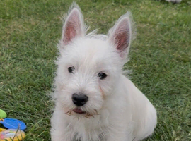 Beautiful west highland terrier last boy available