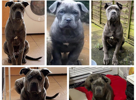 Cane Corso female