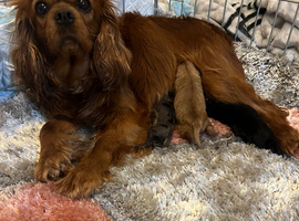 Miniature cavapoo girl ready to leave Thursday