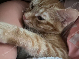 Ginger kitten